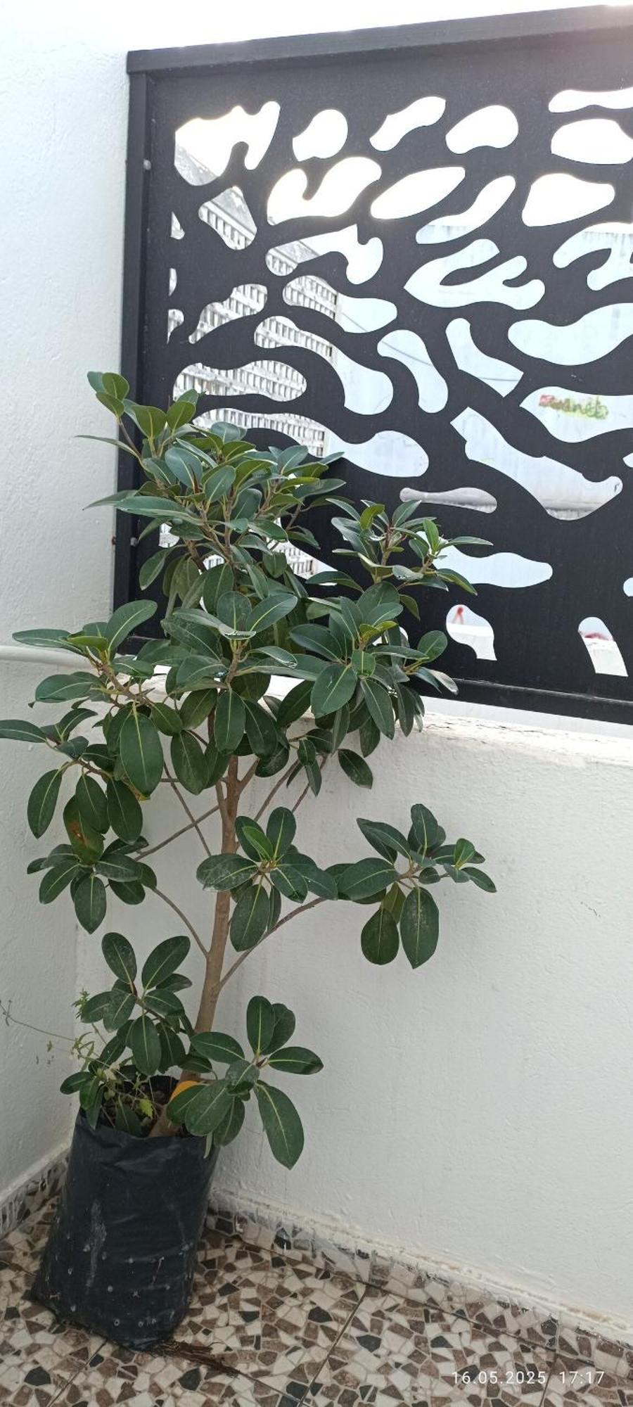 Fufa Haute Standing Appartment S2 Center Monastir Luaran gambar